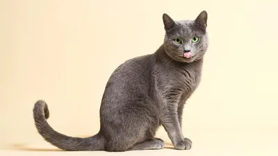 Русская голубая кошка: фото, характер, описание породы