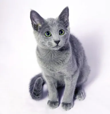 Породы кошек: русская голубая. Как ее вывели, характер животного | Высоцкая  Life