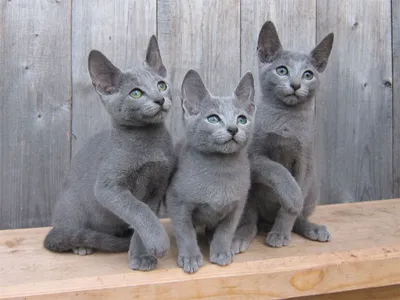 Сколько стоит русская голубая: кошка, кот, котенок? - Питомник Lukosan