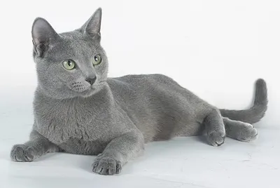 Русская голубая кошка: фото, характер, описание породы