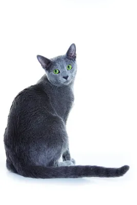 Русская голубая кошка|•° | Wiki | Коты-Воители🐈| Аниме🌻 Amino