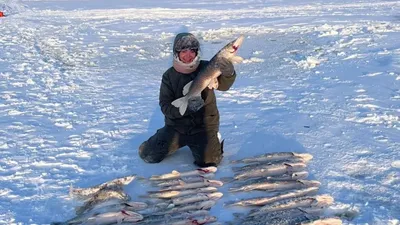 Лучшая рыбалка – на Ямале. Что ловится и как приготовить | «Красный Север»