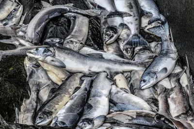 Рыбалка на севере Вологодчины — Сообщество «Охота и Рыбалка» на DRIVE2