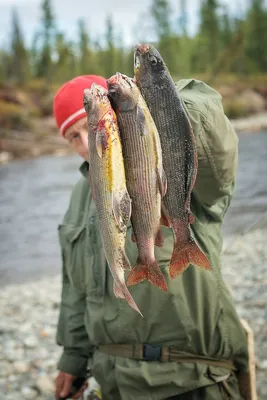Сёмужья рыбалка в Северной Норвегии - рыболовный тур