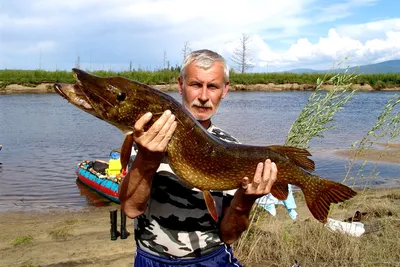 За треской! - Рыбалка на Европейском Севере - Статьи о рыбалке - Рыбалка в  Красноярске. Отчёты, видео о рыбалке Форум