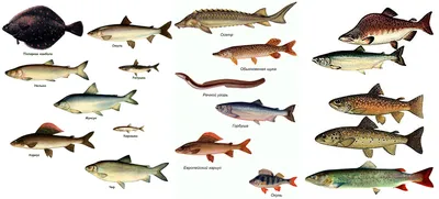 Рыбы сибири и дальнего востока фото