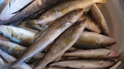 Куда тоннами везут рыбу из Приморья и Сахалина? — Новости Дальнего Востока  и Приморья - Восток-Медиа