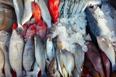 Отходы в доходы. Почему в России выбрасывают рыбу | Forbes.ru