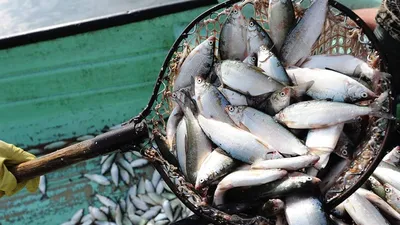 Сказка о рыбаке и железной дороге. РЖД увеличивают объёмы перевозки рыбы и  морепродуктов из Приморья | Vgudok