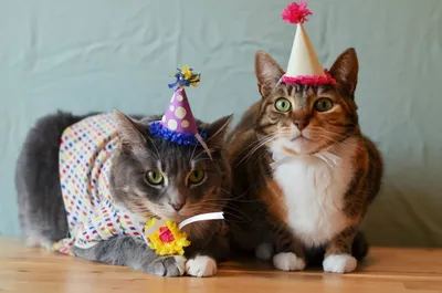 кошки день рождения миленькая кошка с пирогами Иллюстрация штока -  иллюстрации насчитывающей прелестное, торт: 282687169