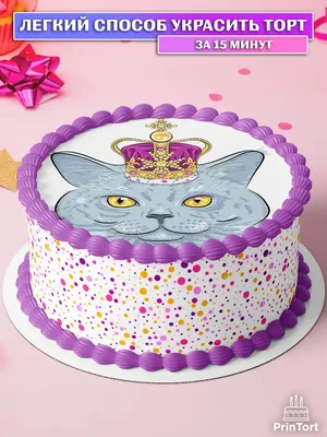 Кошки празднует день рождения в кафе Стоковое Фото - изображение  насчитывающей смешно, съешьте: 170522908