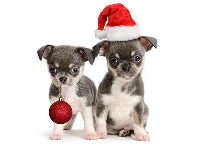 Новый год и собаки: как обезопасить питомцев от стресса!