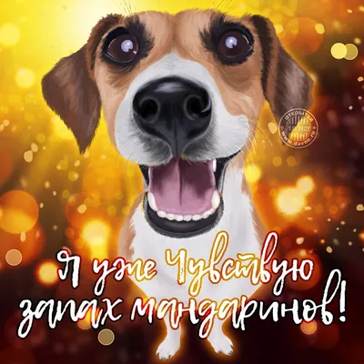 Очень скоро всеми любимый праздник Новый год! Год собаки впереди! Отправьте  открытку друзьям и любимым с пожеланием счастливого Нового… | Открытки,  Собаки, Надписи