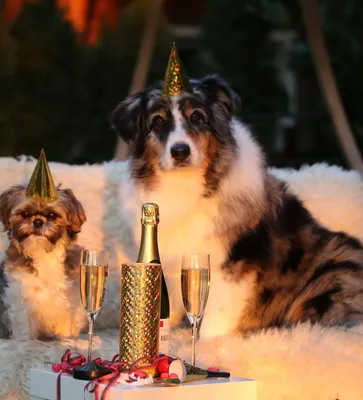 Собака, самоед, олень, год собаки, Новый год | Собаки, Костюмы для собак,  Смешные животные