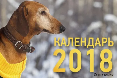 Год Желтой земляной Собаки: как встретить Новый год - 2018 - 09.10.2017,  Sputnik Беларусь