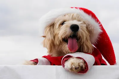 Новый Год собаки счастливое Стоковое Фото - изображение насчитывающей  ангстрома, барбекю: 48073866