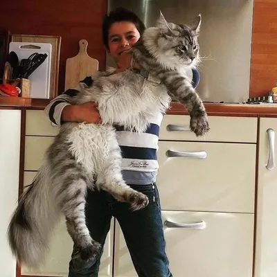 Самые большие кошки картинки