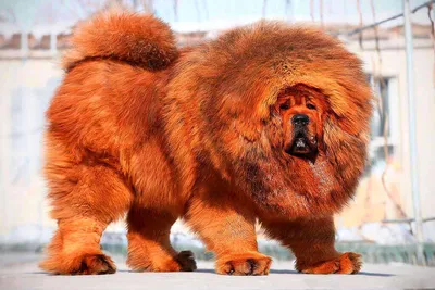 Самые большие собаки в мире картинки
