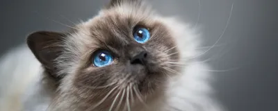 Самые красивые кошки в мире! ТОП 10 красивых животных! Top 10 Beautiful  Animals! - YouTube