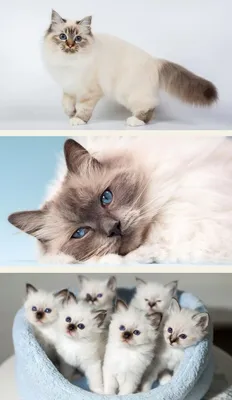 Фотографии самых красивых кошек в мире | Purina