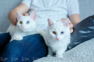 Самые красивые кошки. Какие породы?