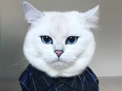 Самые красивые породы кошек - YouTube