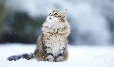 Почему нам кажется, что кошки недружелюбны и высокомерны - BBC News Русская  служба