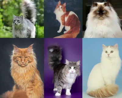 Как живут самые красивые кошки-близнецы в мире? | Sobaka.ru