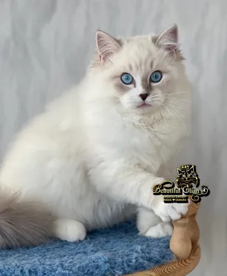 В конкурсе участвуют самые красивые коты Новороссийска