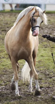 Лошади.Грация и красота. | Лошадь паломино, Красивые лошади, Лошадиные  породы