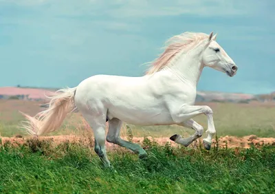 Лошади-самые красивые и грациозные животные ♥♥ | ВКонтакте