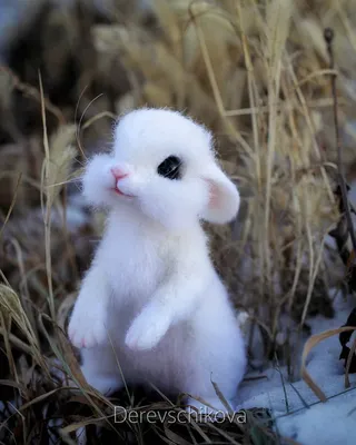 Мимими: самые милые аккаунты животных в Instagram