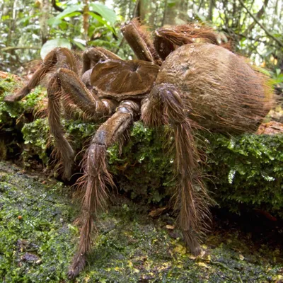 Ученый сфотографировал паука размером с щенка: 27 октября 2014, 00:40 -  новости на Tengrinews.kz