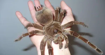 10 САМЫХ БОЛЬШИХ пауков в мире. Не каждый сможет взять их на руки! - YouTube