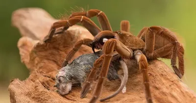 Самый ядовитый паук в мире