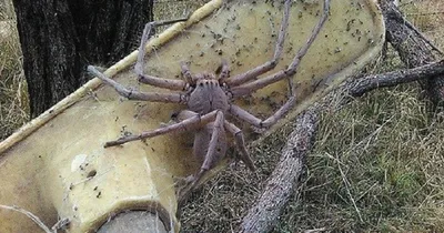 Самый большой паук по размеру тела, Theraphosa blondi. Размах лап  крупнейшего экземпляра достигал 28 сантиметров. / паук :: живность ::  длиннопост :: Арагог - JoyReactor