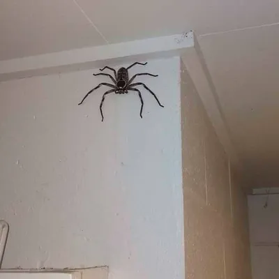 В Австралии обнаружили самого большого паука в мире - tv.ua