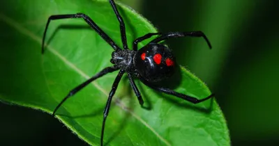 Самый большой в мире паук | Пикабу