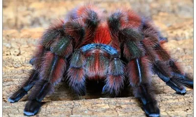 Самый большой в мире паук проехал зайцем тысячи километров