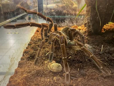 В Австралии обнаружен новый гигантский вид паука длиной более 20  сантиметров - Российская газета