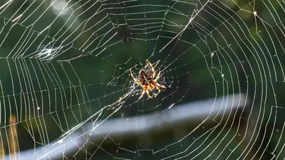 Самый большой паук в мире - Птицеед