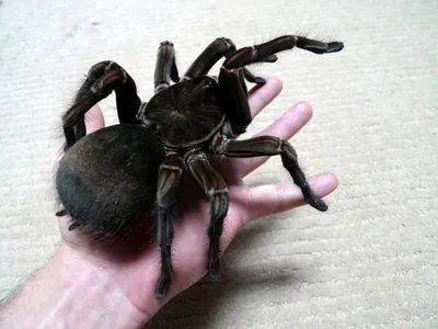 Интересный факт дня: Самый большой паук живет в Австралии - Техно bigmir)net