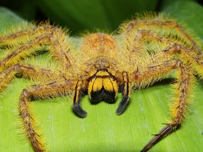 Тарантул огромного паука Redlegged костариканский тарантул- самый большой в  мире. Самый большой паук с точки зрения Legspan Стоковое Фото - изображение  насчитывающей нога, угроза: 208085030