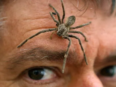 Безобидный» паучок: Восьминогие страшилища сеют панику в Сочи - KP.RU