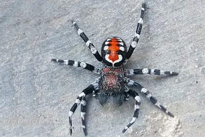 10 пауков, которых действительно стоит опасаться - Рамблер/спорт