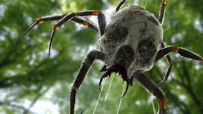 Ядовитый паук напугал жителей села на западе Казахстана