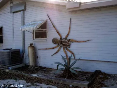 В Австралии ученые обнаружили редкий вид пауков – \"больших и красивых\"