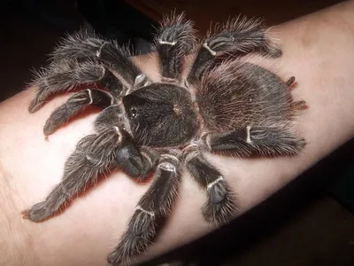 От каракурта до тарантула: Какие уральские пауки наиболее опасны -  Российская газета