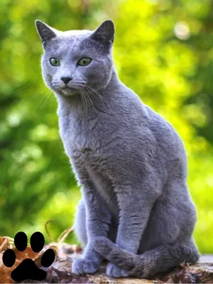 Шотландская кошка | Полосатые кошки, Серые кошки, Кошки
