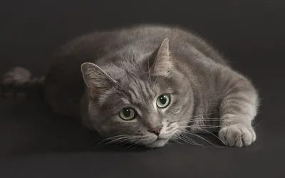 Серая кошка, крупным планом в профиль \"Урчула\" / Oleg Zinchenko | Серые  кошки, Кошки, Волчата